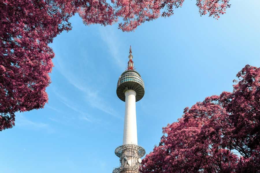 Torre N de Seúl, una torre blanca con una plataforma de observación redonda, enmarcada por árboles en flor de color rosa contra un cielo azul.
