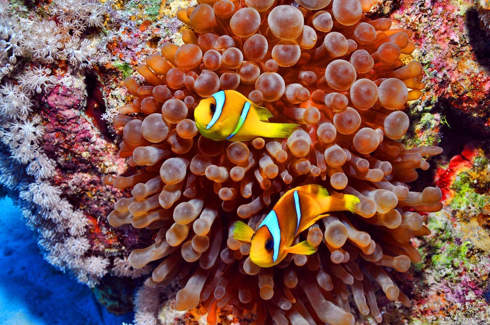 Dos peces payaso con rayas naranjas y amarillas nadan entre una anémona de mar, rodeados de coral.