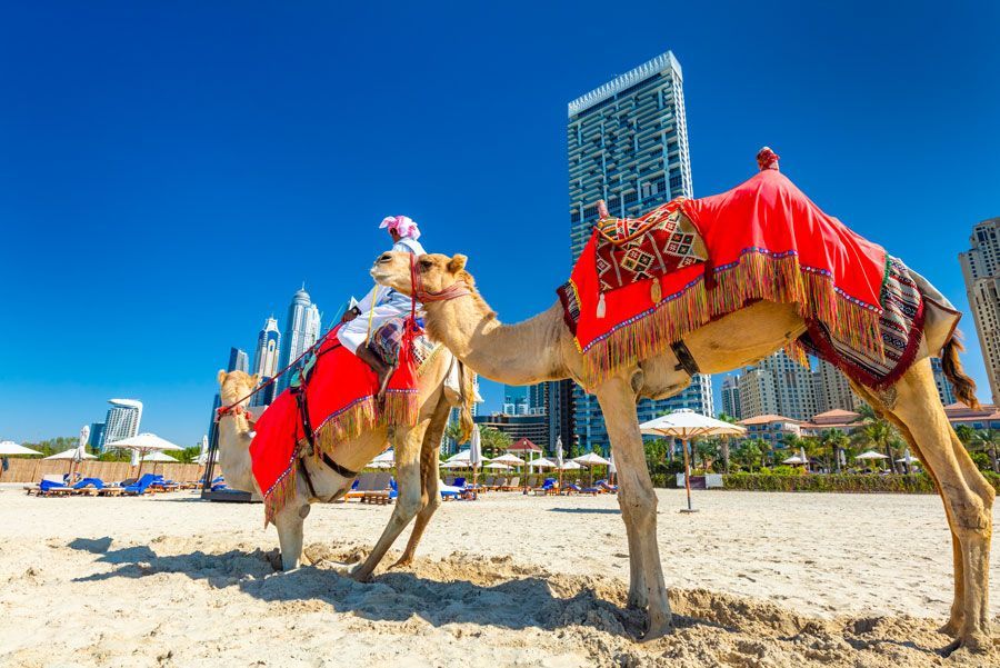Dos camellos, adornados con mantas rojas, en una playa de arena con rascacielos al fondo bajo un cielo azul brillante.