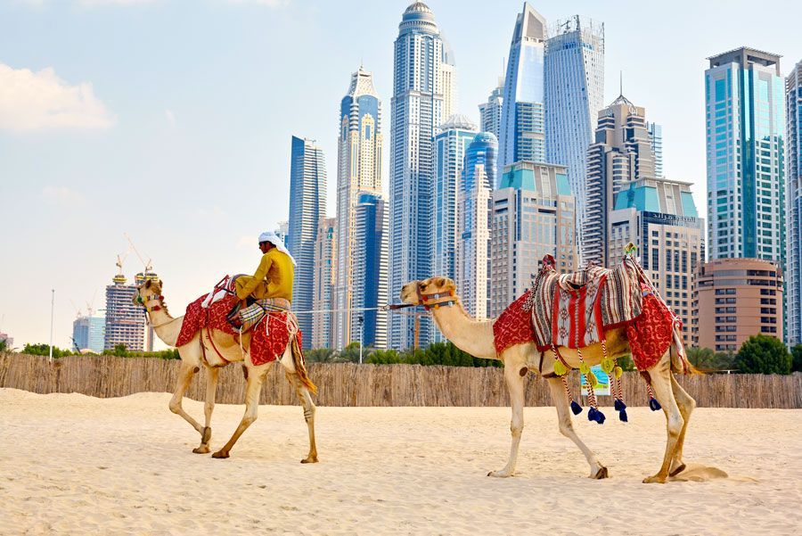 Dos camellos con sillas de montar decoradas caminan sobre la arena, frente a altos y modernos rascacielos en Dubai.