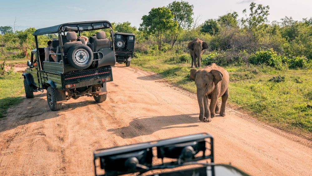 Los jeeps de safari en un camino de tierra se encuentran con dos elefantes que caminan hacia ellos en un entorno soleado y cubierto de hierba.