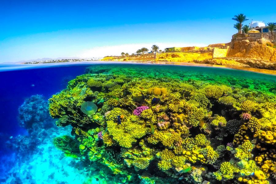 Vista de dos niveles de un arrecife de coral bajo el agua y una costa arriba, con una vibrante exhibición de colores.