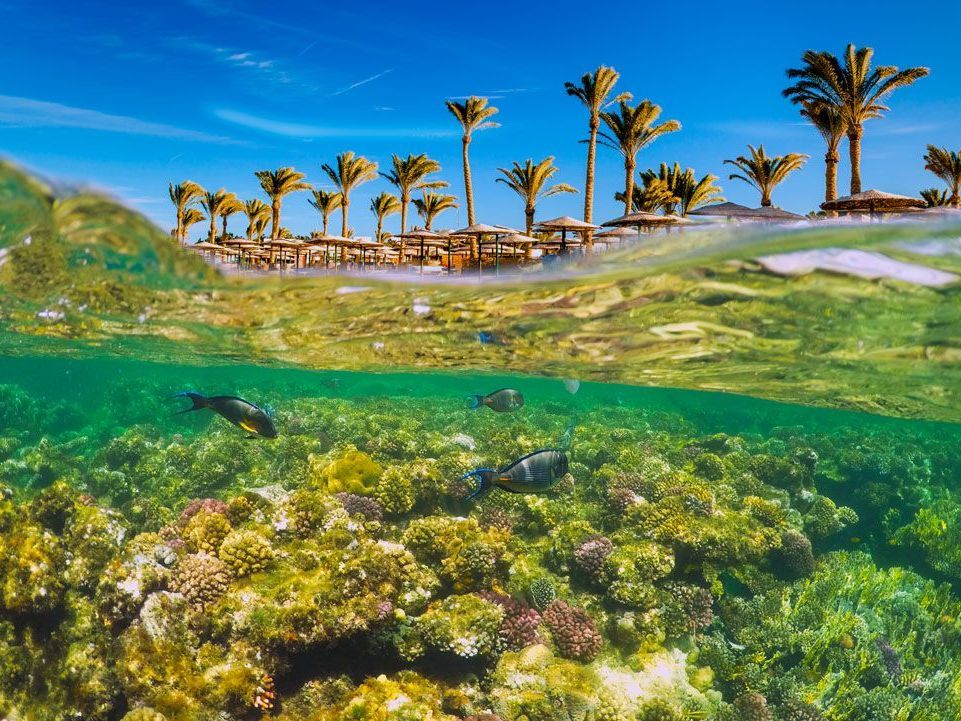 Vista dividida de la escena de playa tropical: arriba, palmeras y sombrillas de playa; abajo, arrecife de coral con peces.