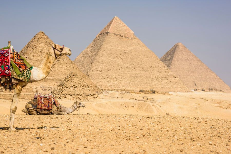 Dos camellos descansan frente a las pirámides de Giza en Egipto, bajo un cielo azul claro.