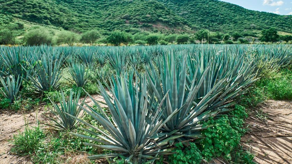 Plantas de agave en un campo, con un telón de fondo de colinas verdes y árboles bajo un cielo azul.