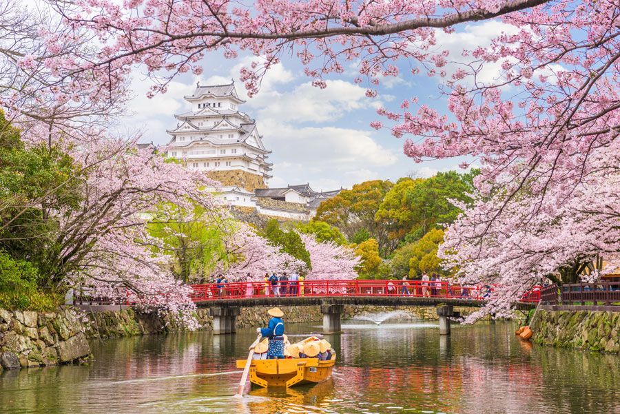 Castillo de Himeji en Japón enmarcado por flores de cerezo, con un barco en el foso debajo de un puente rojo.
