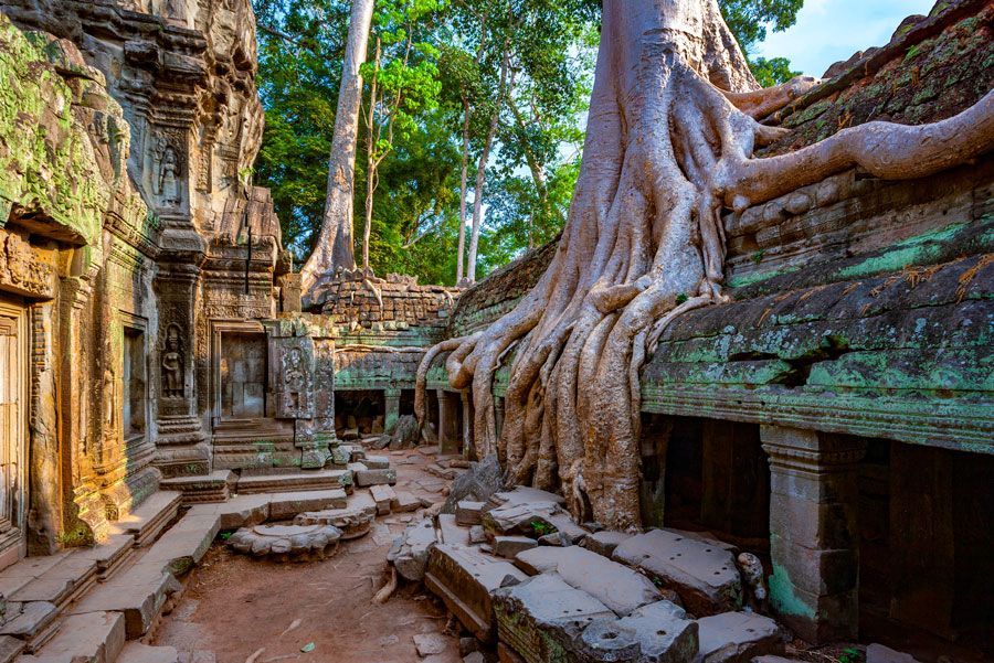 Ruinas de un templo de piedra cubiertas por grandes raíces de árboles y exuberante follaje verde en Camboya.