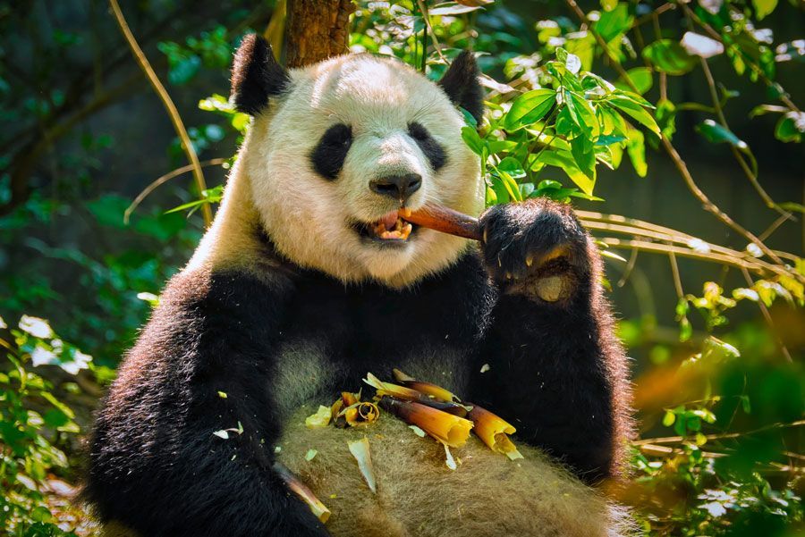 Oso panda comiendo brotes de bambú, rodeado de follaje verde. El oso tiene pelaje blanco y negro y una expresión de satisfacción.