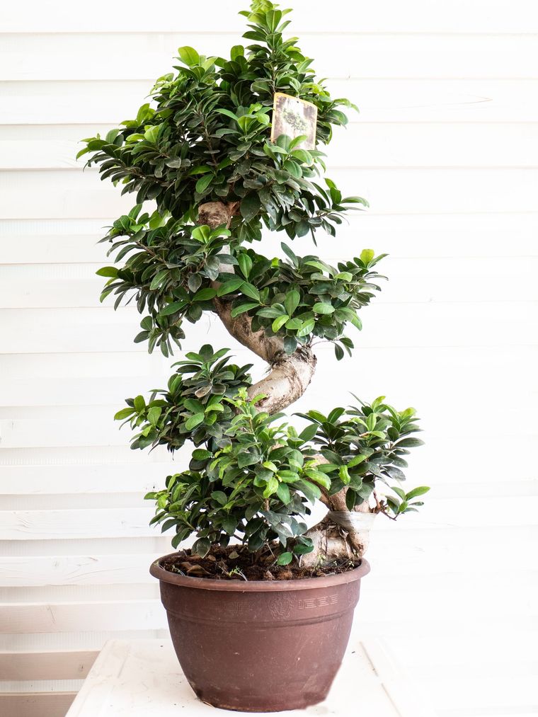 pianta