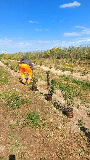 Una persona china in un filare di alberi da frutto sotto un cielo azzurro brillante, con indosso pantaloni arancioni e una maglia scura.