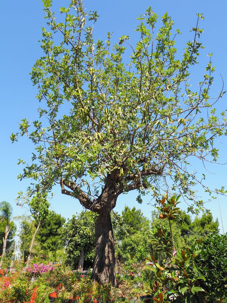 pianta