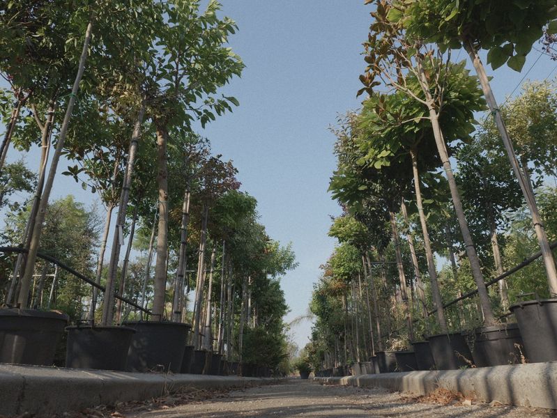 Strada alberata con alti alberi su entrambi i lati sotto un cielo limpido