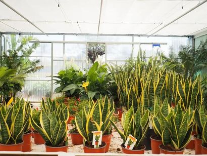 Piante di sansevieria in vaso e rigogliose piante tropicali esposte in una serra luminosa.