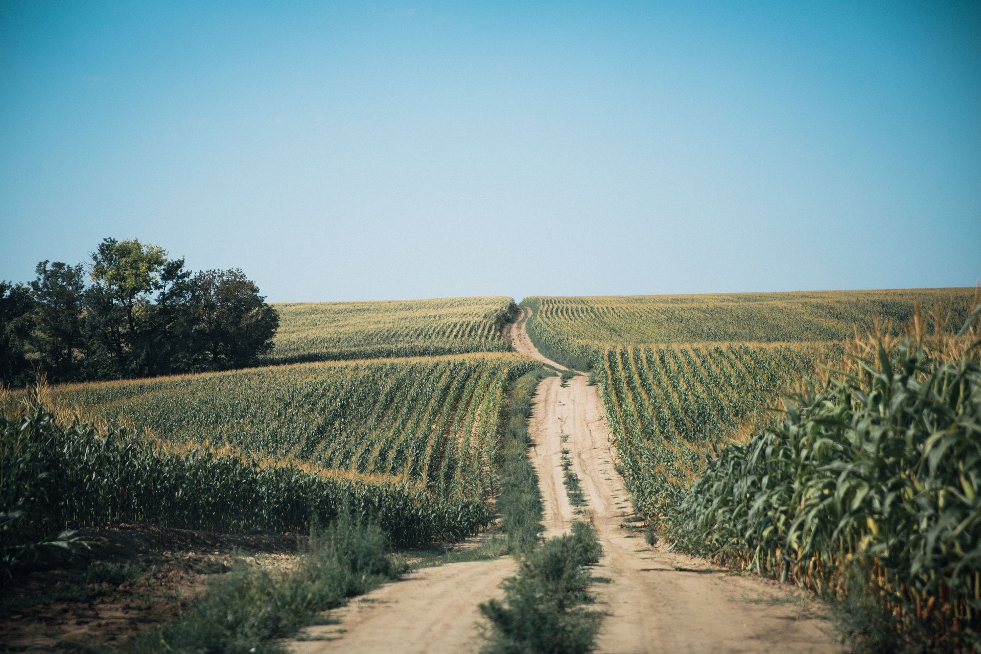A dirt road rolling through vast agricultural corn fields under a clear sky in rural Nebraska