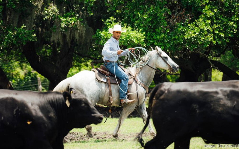 Cowboy on white horse, roping cattle in a green field, sunny day.