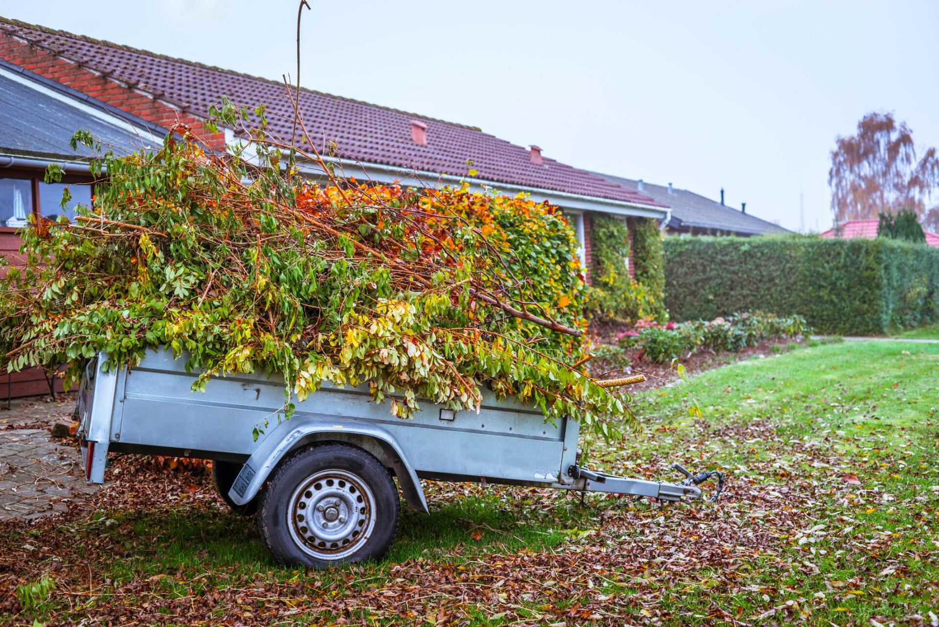 dried leaves in the cart