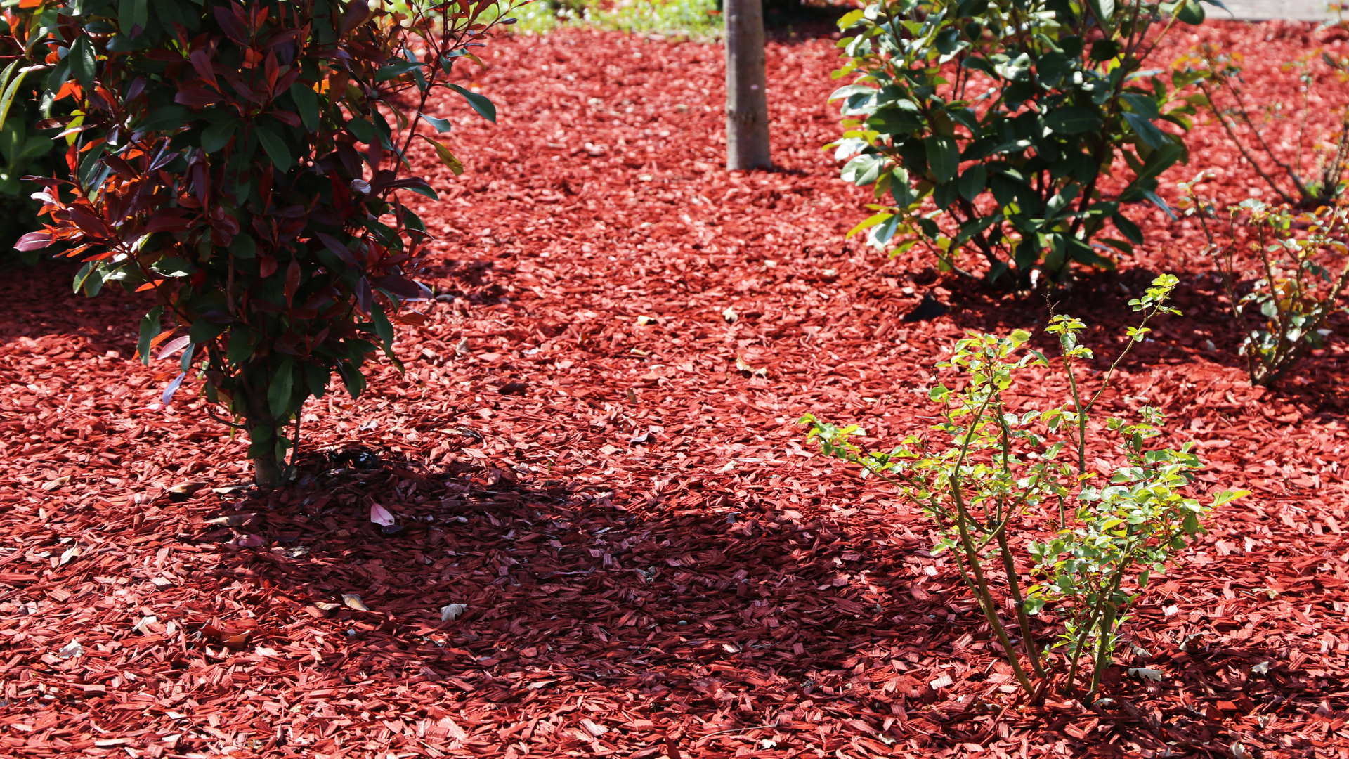 Red mulch ground cover surrounding plants and trees.