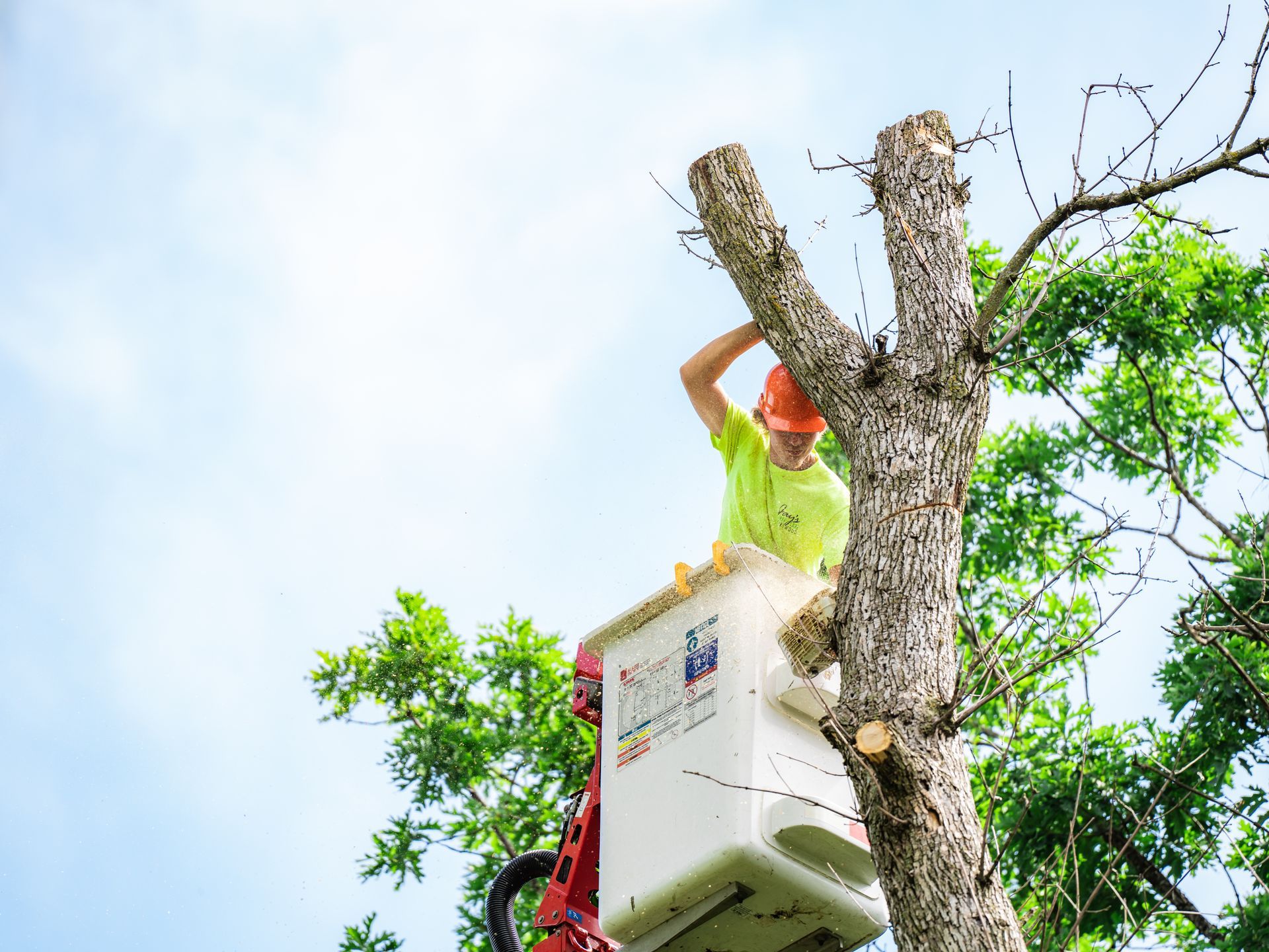 Tree service worker in a bucket truck trimming branches from a tree; sky in the background.