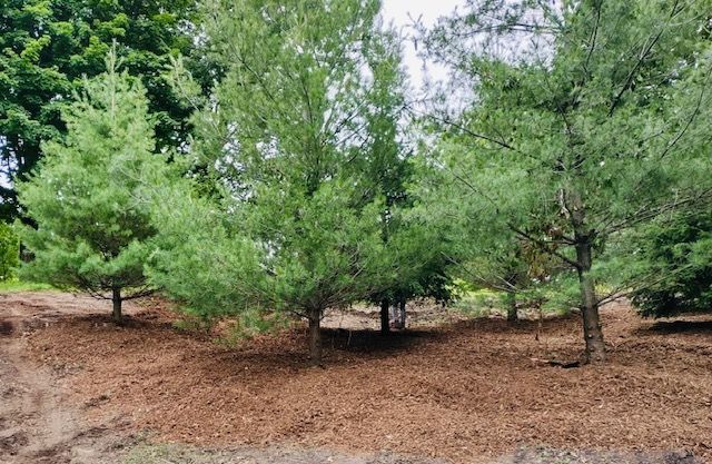 A group of pine trees sitting on top of a dirt field.