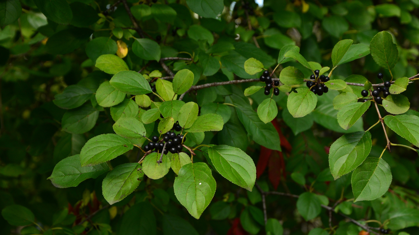A close up of a tree branch with green leaves and black berries.