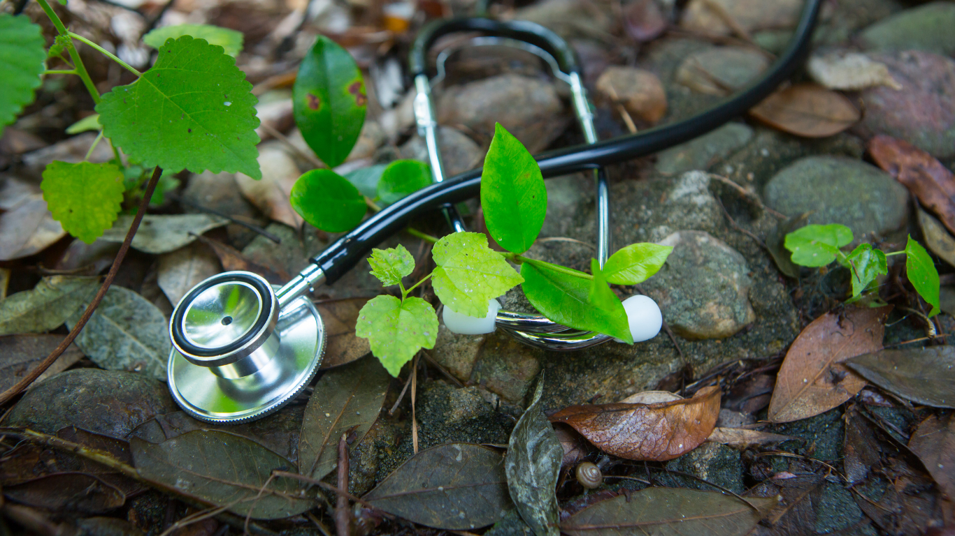 Stethoscope on forest floor with leaves and small plants.