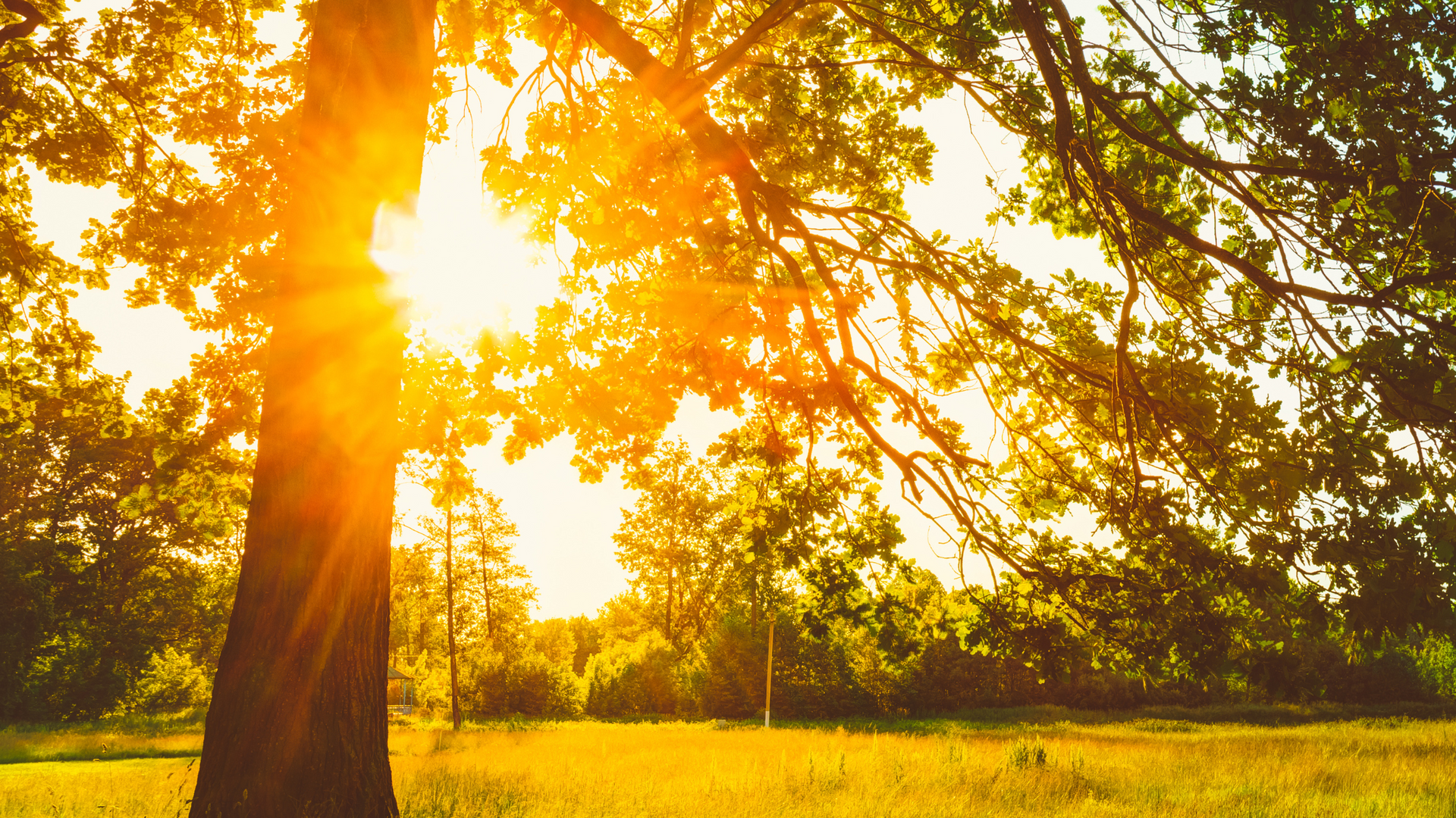 Sunlight streams through tree branches, illuminating a grassy field.