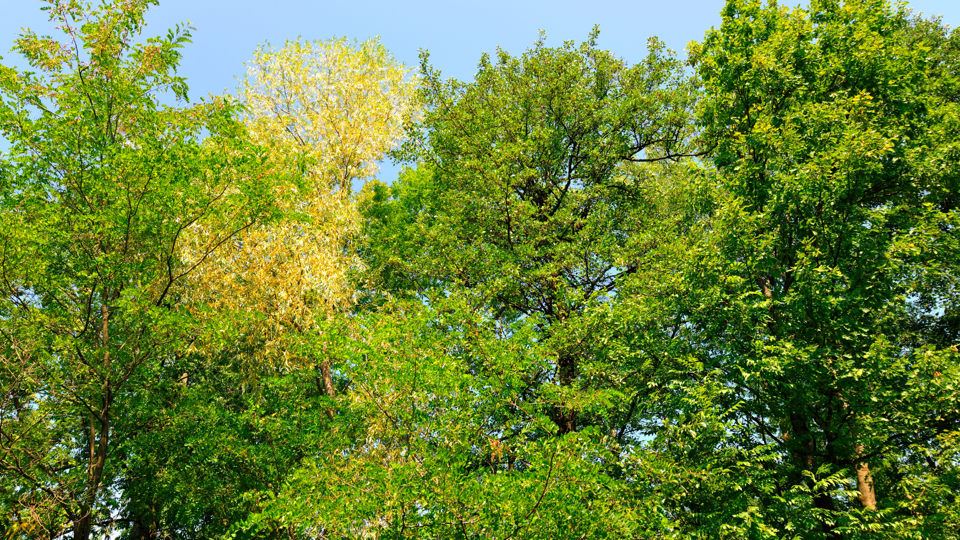 Green and yellow tree foliage against a blue sky.