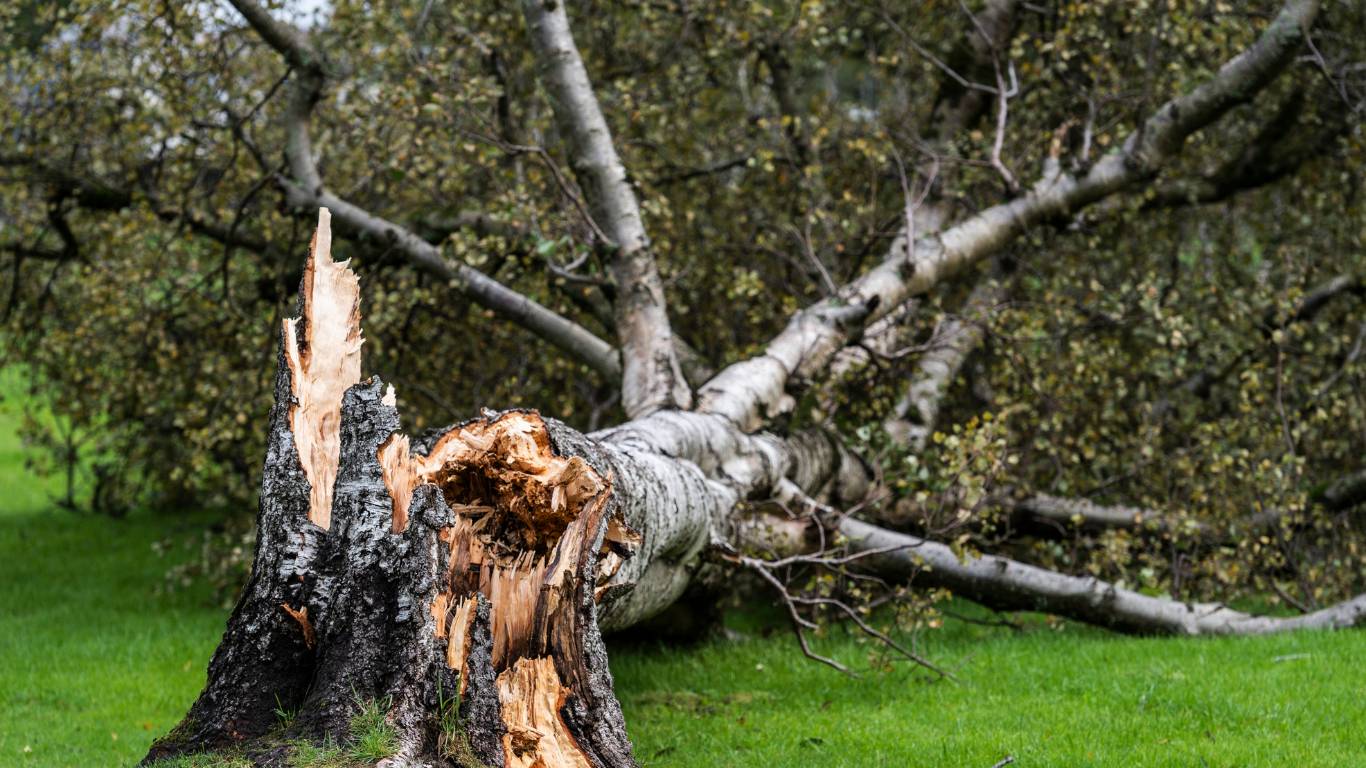 Fallen tree trunk, splintered, lying on green grass.