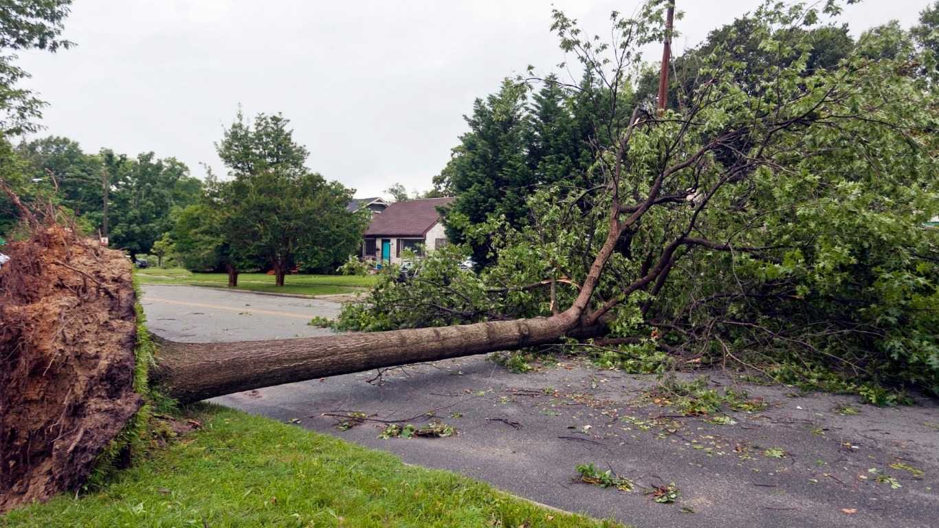 Fallen tree across a road. Uprooted with exposed roots, blocking a driveway and house in the background.
