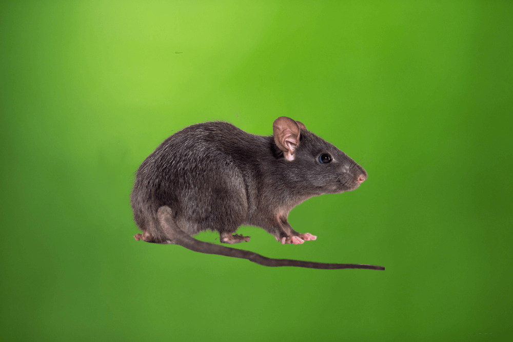 a black rat is sitting on a green background .