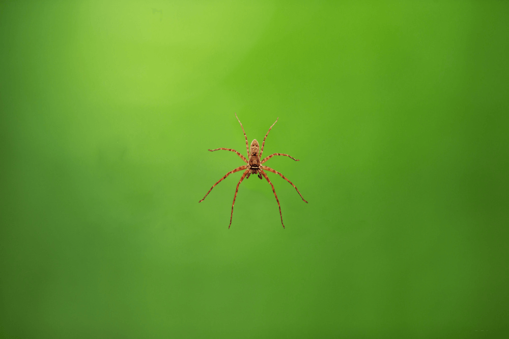 many-different-bugs