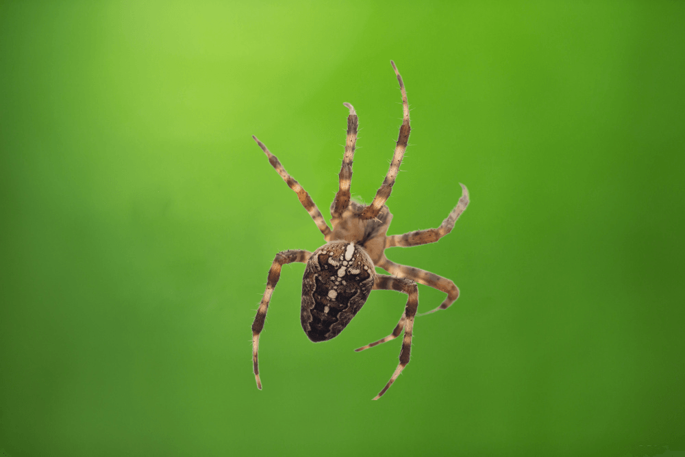 a close up of a spider on a green background .