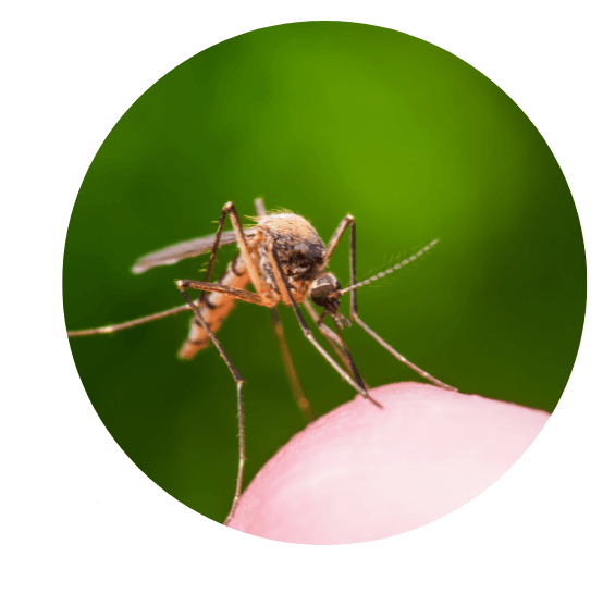 a mosquito is sitting on a person 's finger .