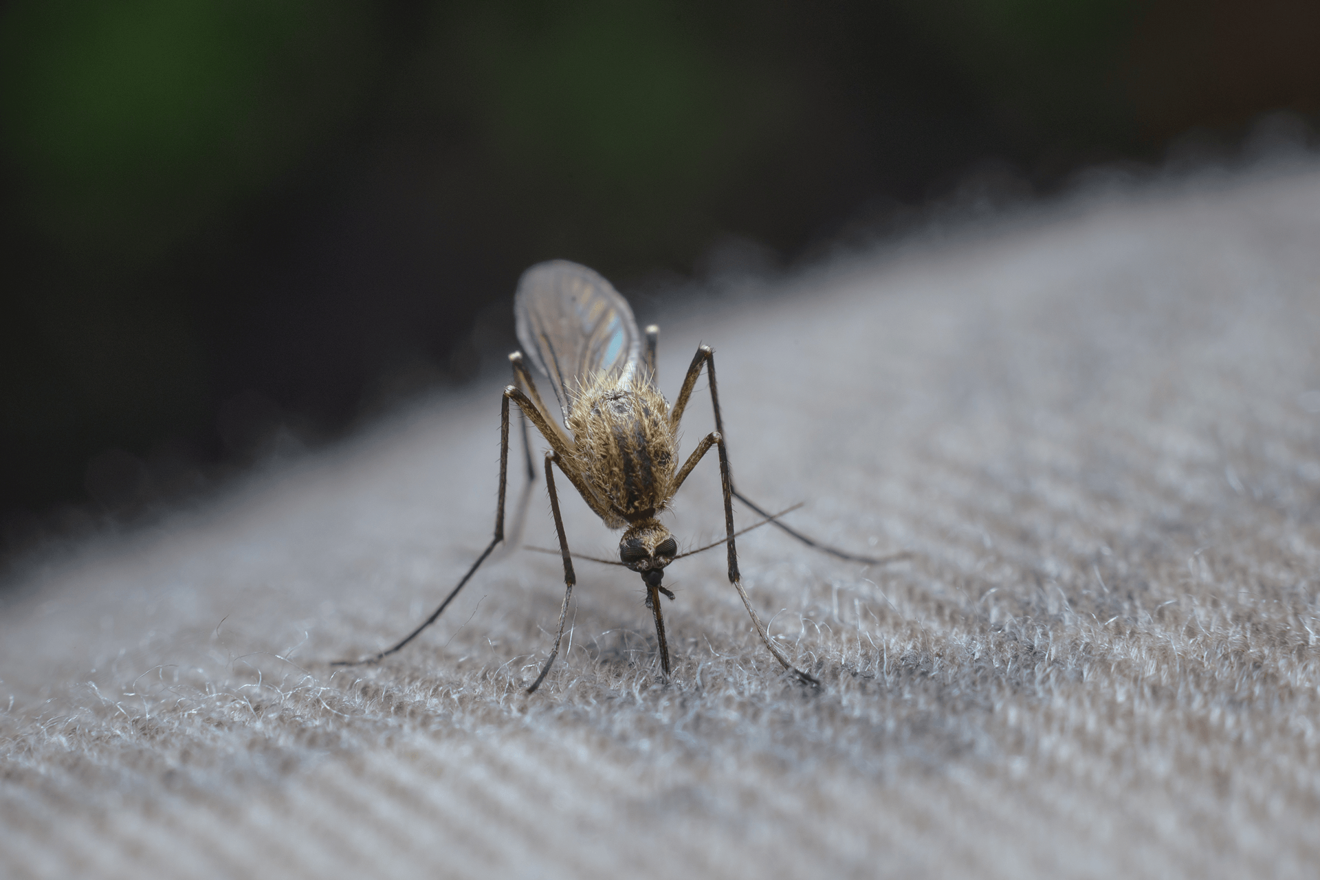 mosquito