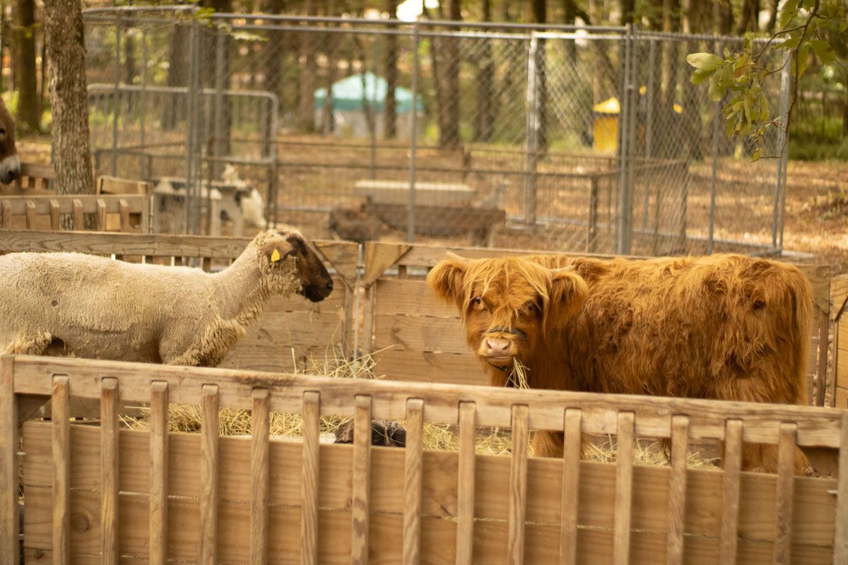 Sheep and a shaggy cow facing each other in a fenced farm enclosure