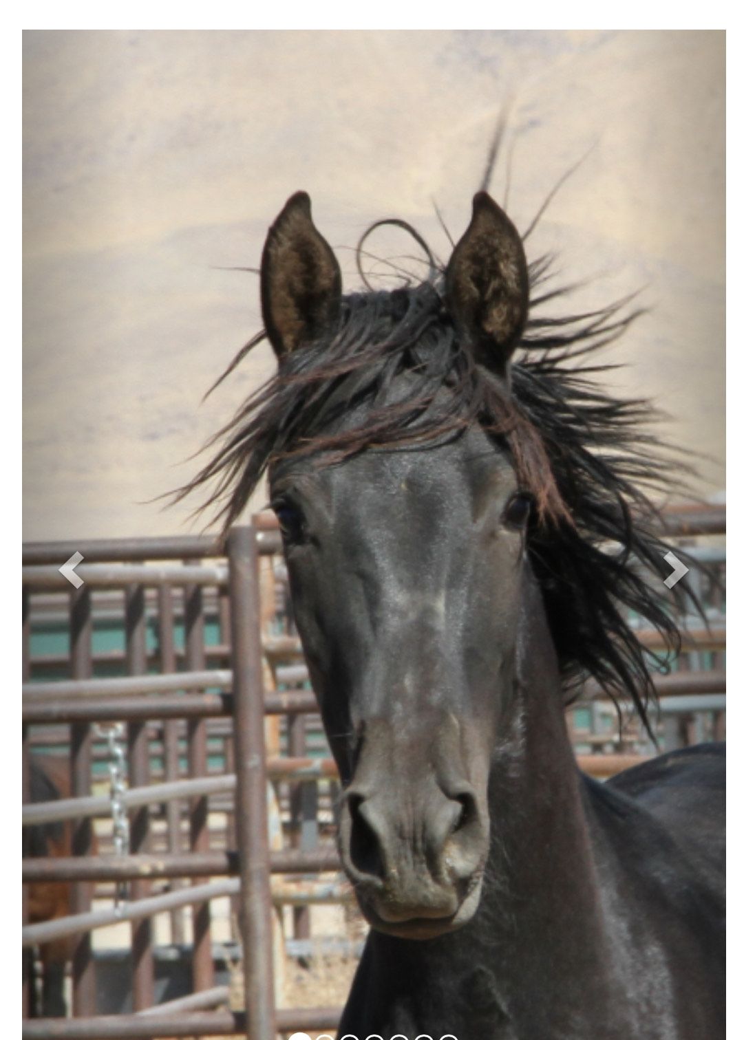 Be the First to Sponsor a Mustang: Healing Through Connection

