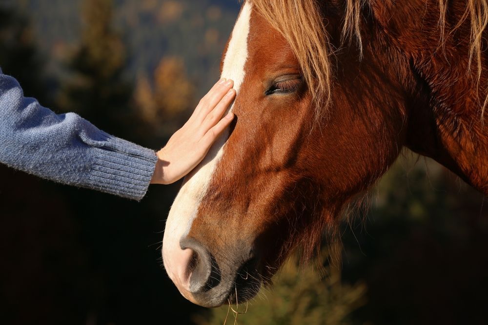 Helping Those In Need With Equine Therapy At Our Utah Ranch