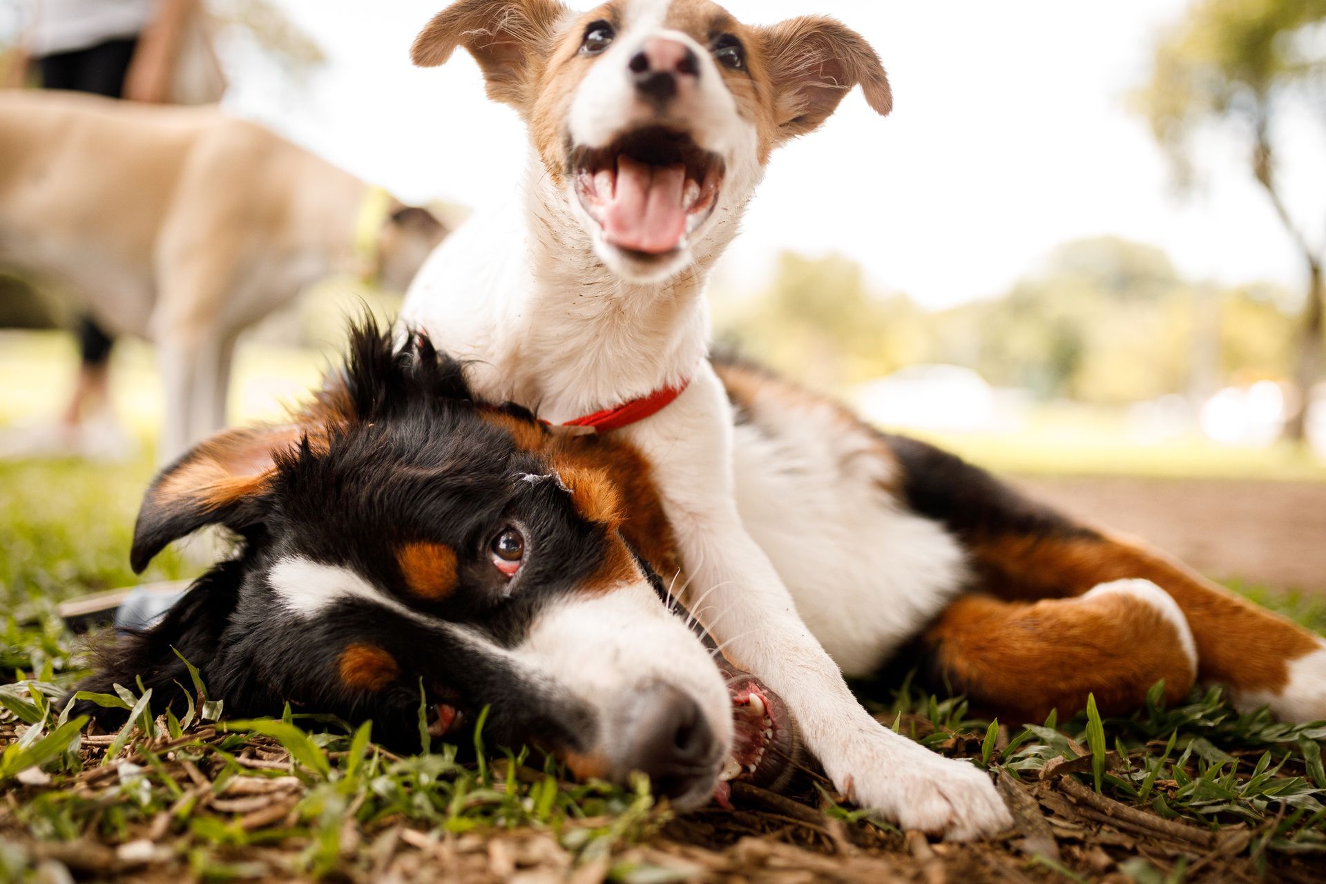 Dogs Playing With Each Other — Kenosha, WI — Woofman’s Lodge