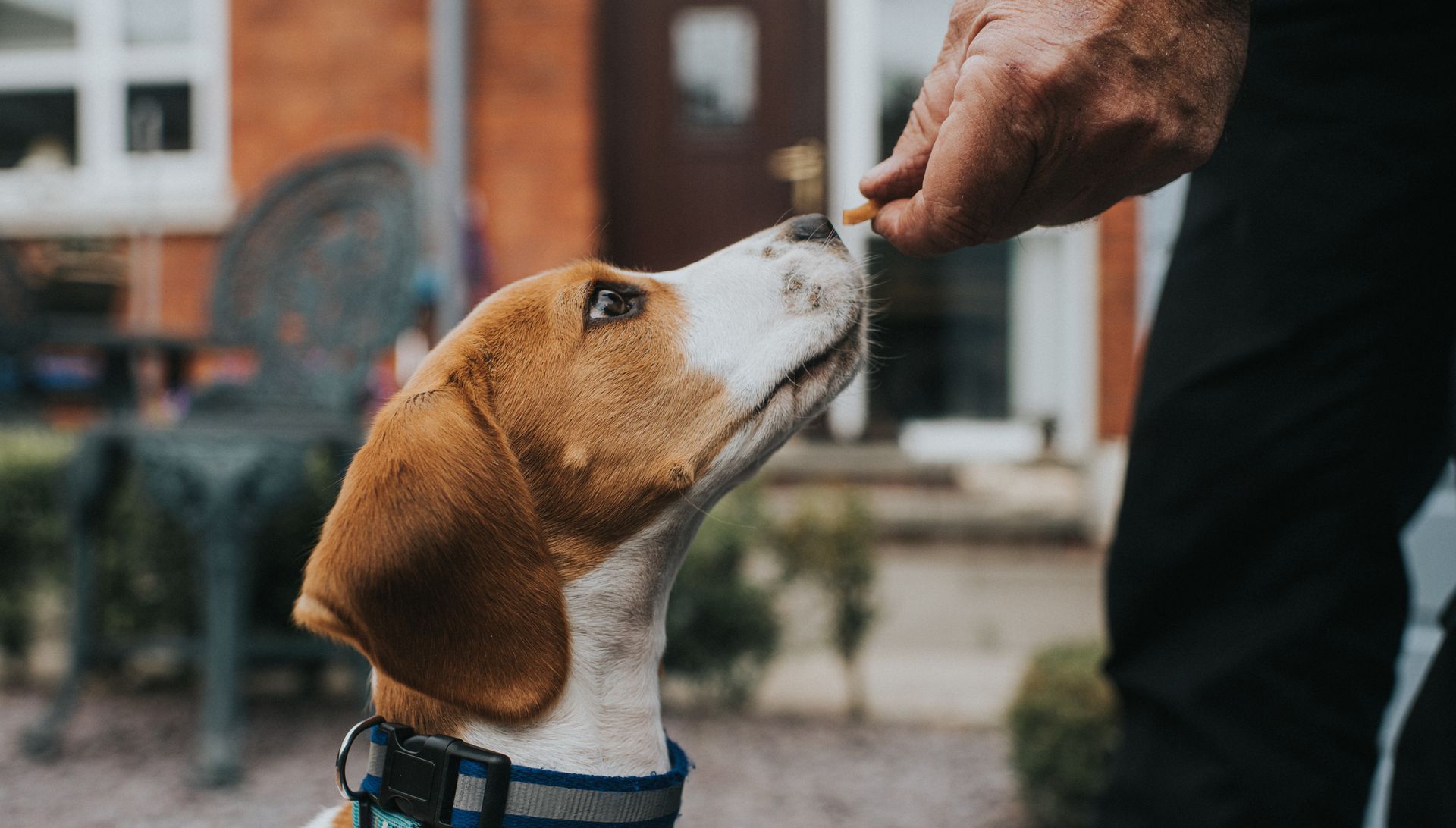 Giving Dog Treat — Kenosha, WI — Woofman’s Lodge