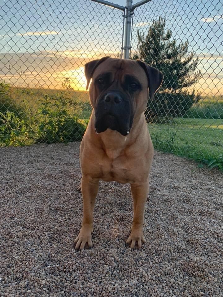 Pet Resort Kenosha, WI Woofman’s Lodge