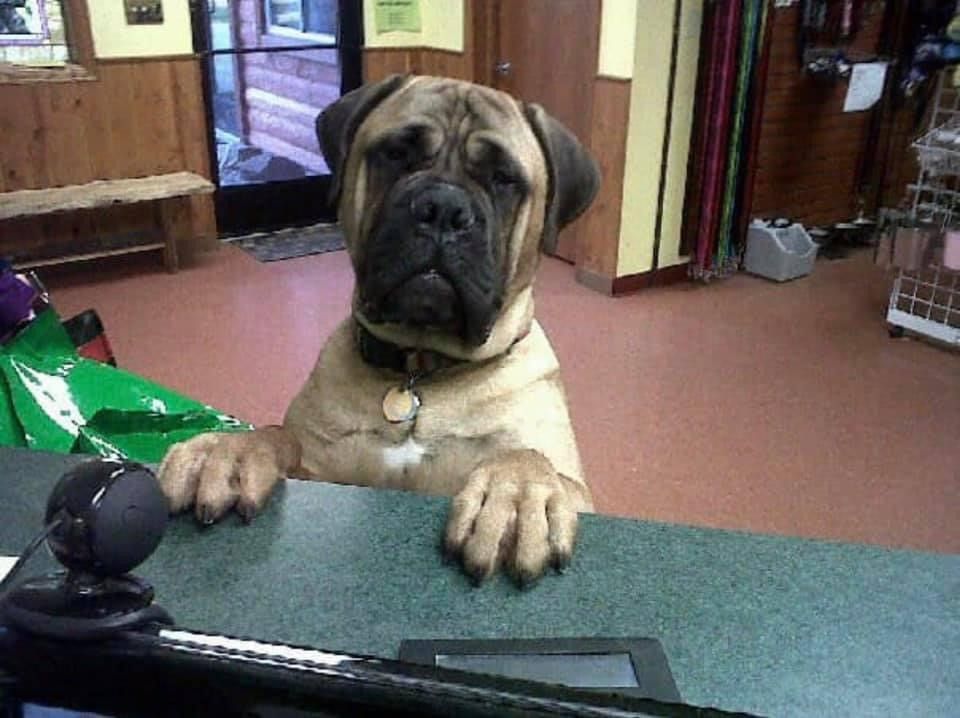 Pet Resort Kenosha, WI Woofman’s Lodge