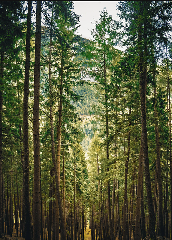 forrest photo