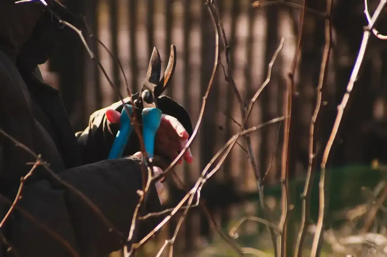 Person pruning branches with blue handled shears outdoors.
