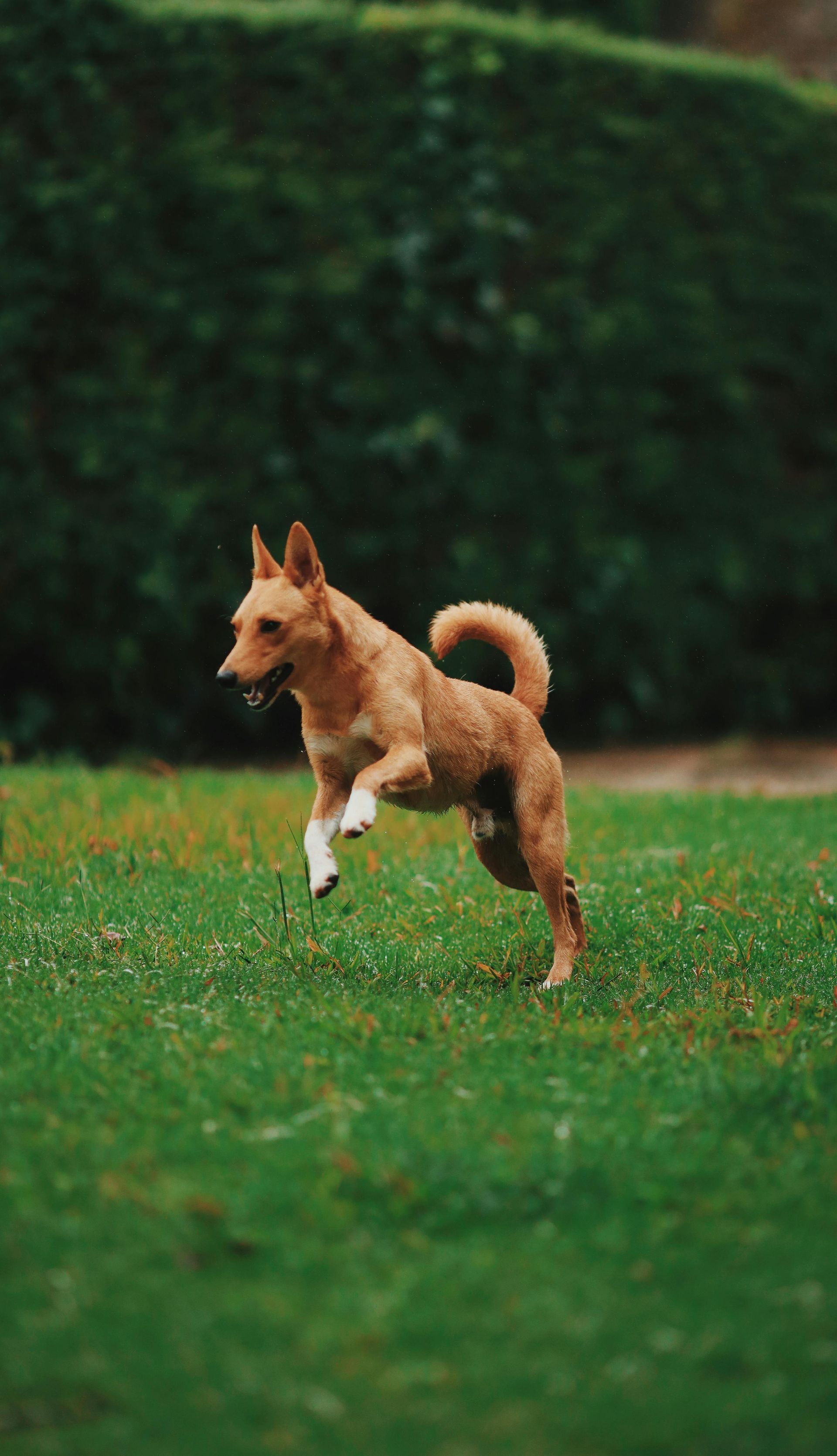 Small tan dog leaping on green grass in a park