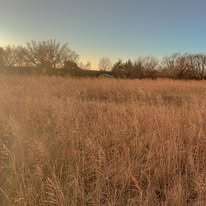 Brown tall grass field under a blue and gold sky, with bare trees in the background.