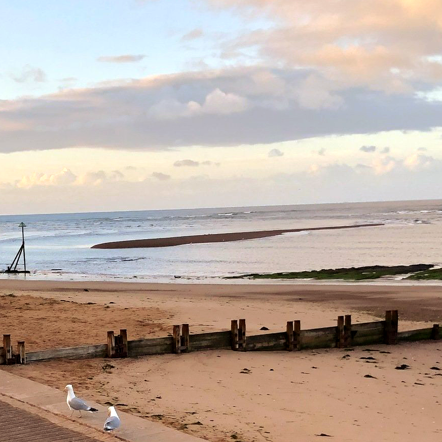 Seagulls on a sandy beach with wooden posts. Calm ocean under a cloudy sky.