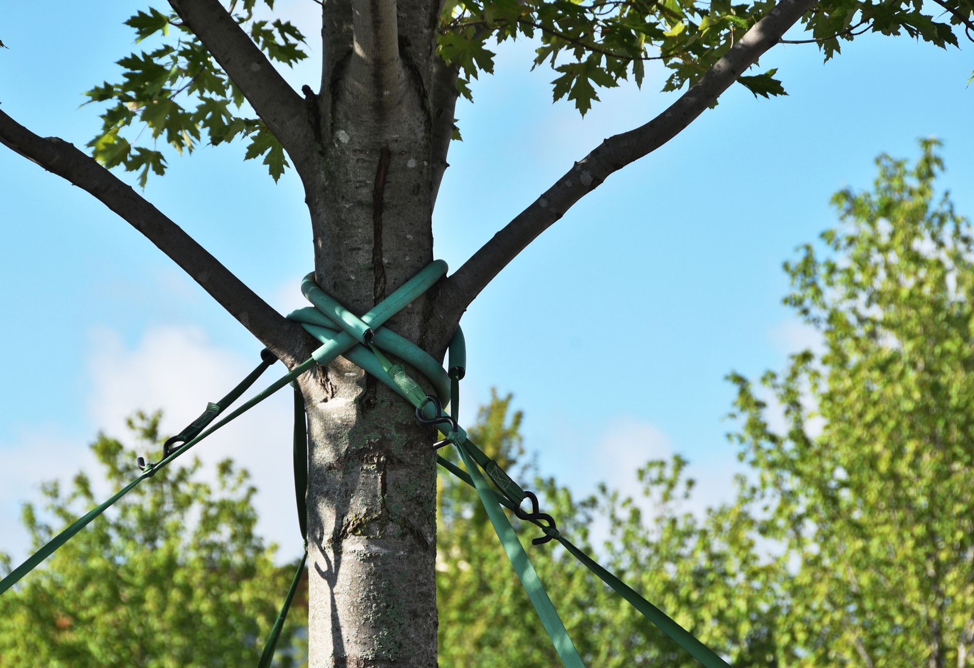 A tree with ropes tied around it and a blue sky in the background
