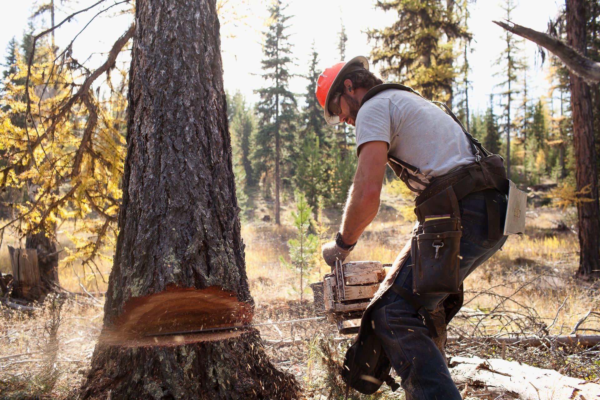 A man is cutting a tree with a chainsaw in the woods.