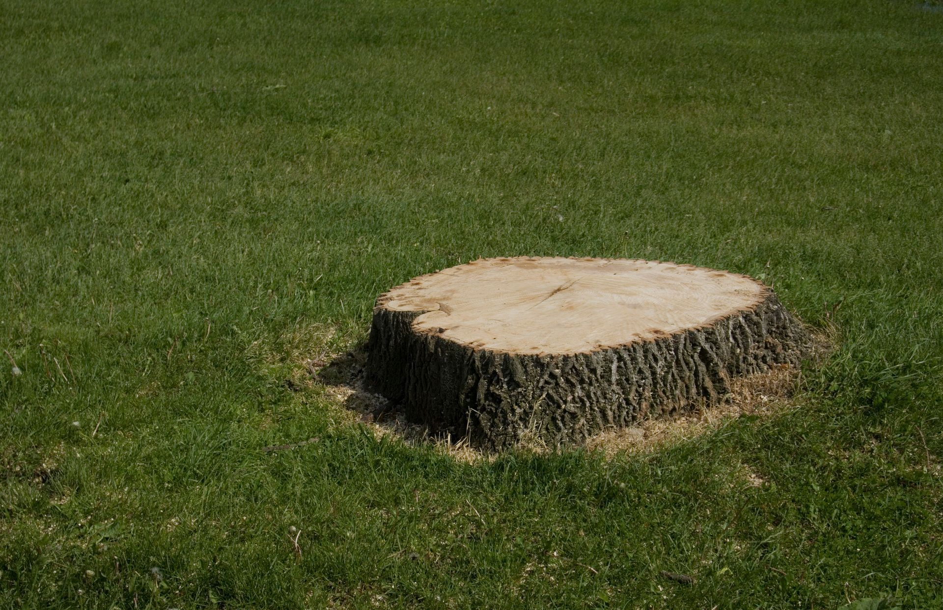 A tree stump is sitting in the middle of a lush green field.