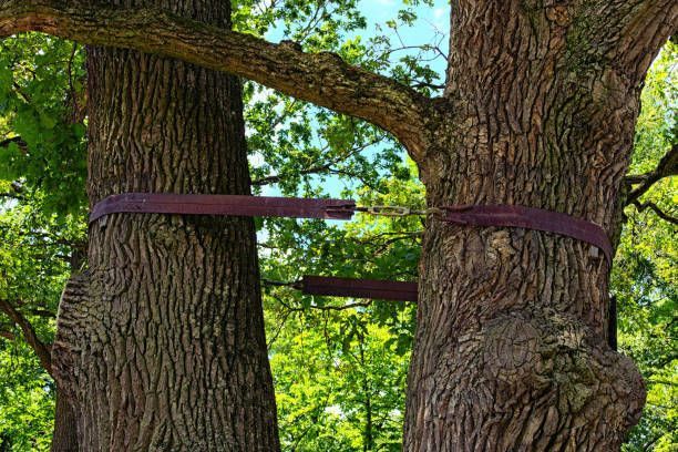 Two trees are tied together with purple ribbons.